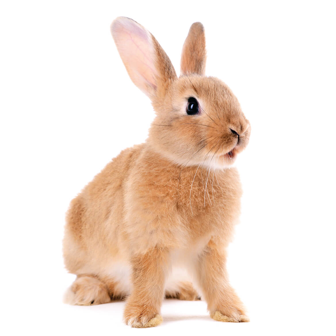 Scrubby Pet™ Bath Mittens